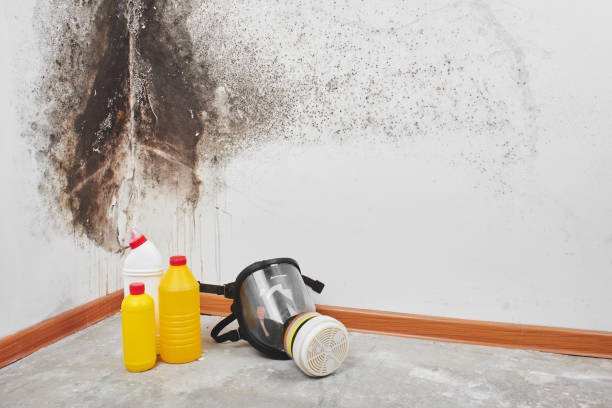 Best Home Mold Removal  in Paden City, WV