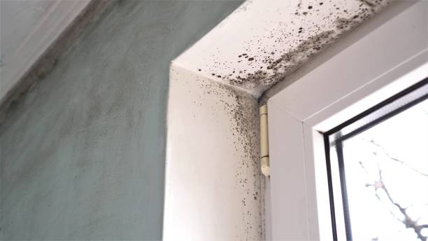 Best Office Mold Removal Services  in Paden City, WV