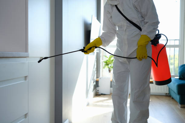 Best Mold Removal Company Near Me  in Paden City, WV