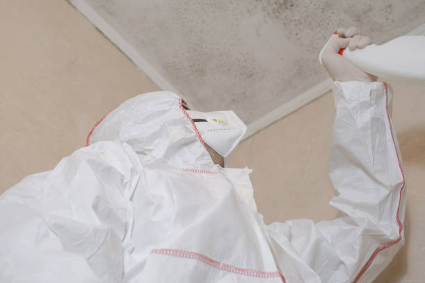 Best Mold Removal Near Me  in Paden City, WV