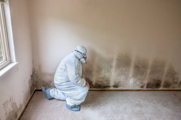 Mold Testing and Removal in Paden City, WV