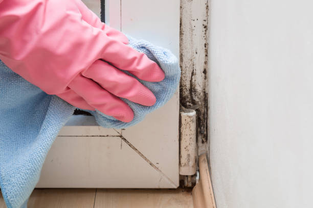 Best Mold Remediation  in Paden City, WV