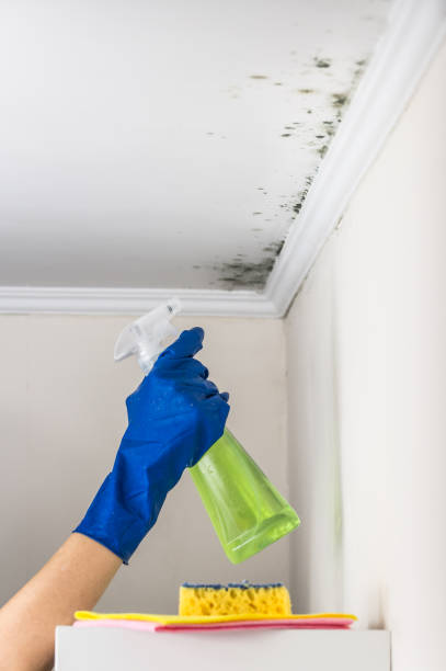 Best Same-Day Mold Removal  in Paden City, WV