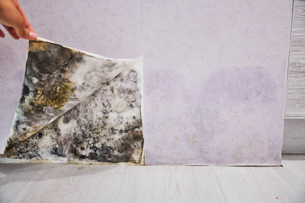 Best Black Mold Removal  in Paden City, WV